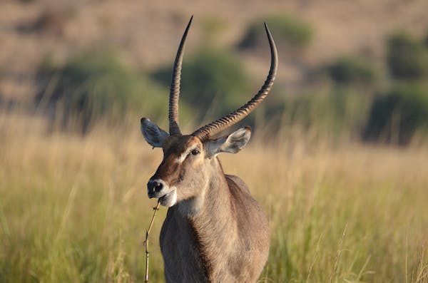 Zoos You Can Visit to See the Waterbuck
