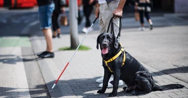 9 Leading Service Dog Facts That You Should Be Aware Of