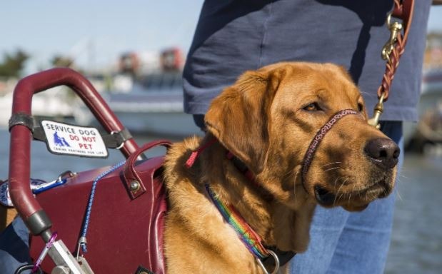 Service Dogs Must Be Task-Oriented