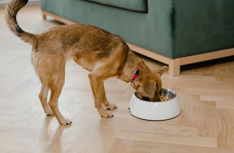 How to spot the best dog food brands