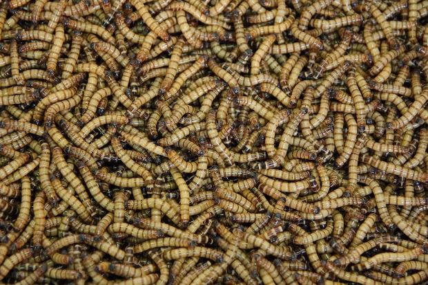 The Different Sizes of Mealworms That You Can Get for Your Pet