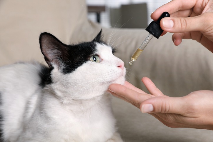 CBD for Cats: Tips to Choose Suitable Products