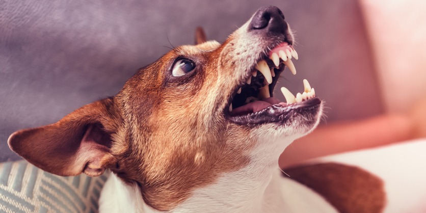 dog growls with teeth in grin at home