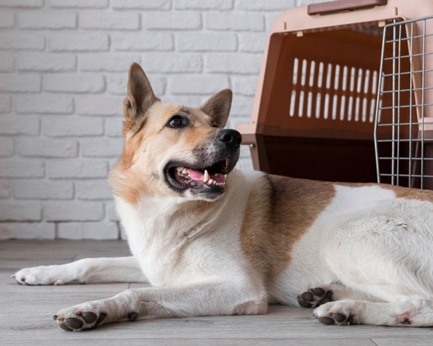 The Different Styles Of Modern Dog Crates