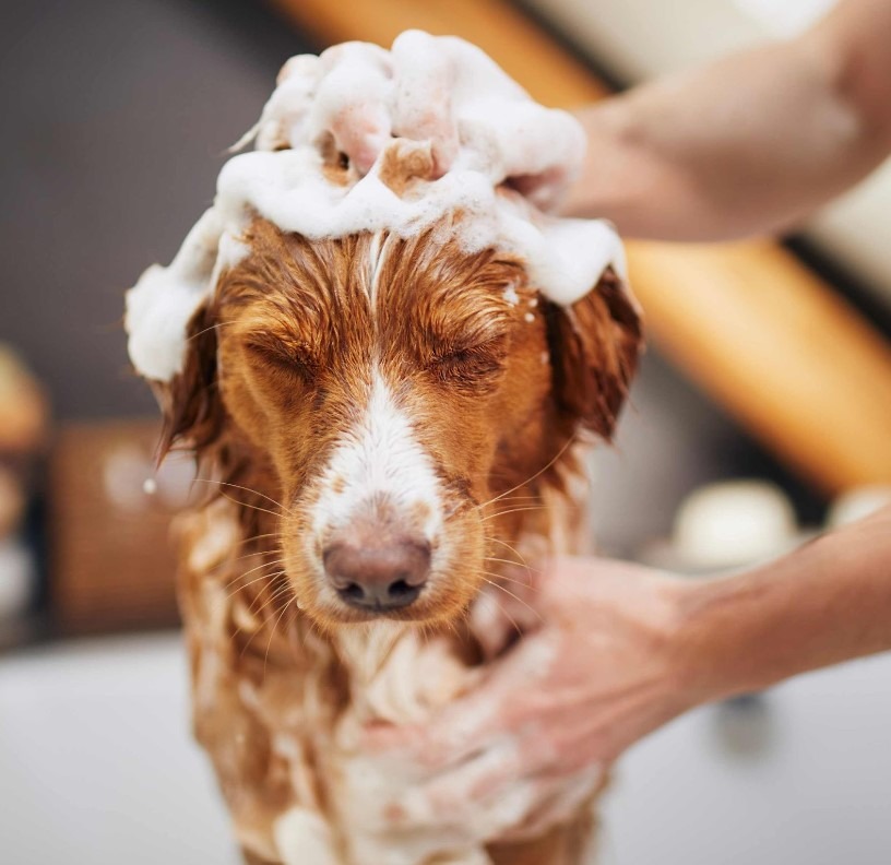 Choosing the Perfect Luxury Dog Shampoo for a Shining and Healthy Coat