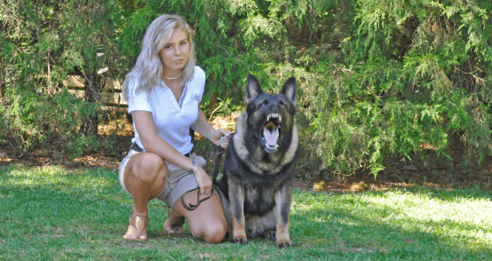 The German Shepherd A Powerful Protector and Ultimate Guard Dog