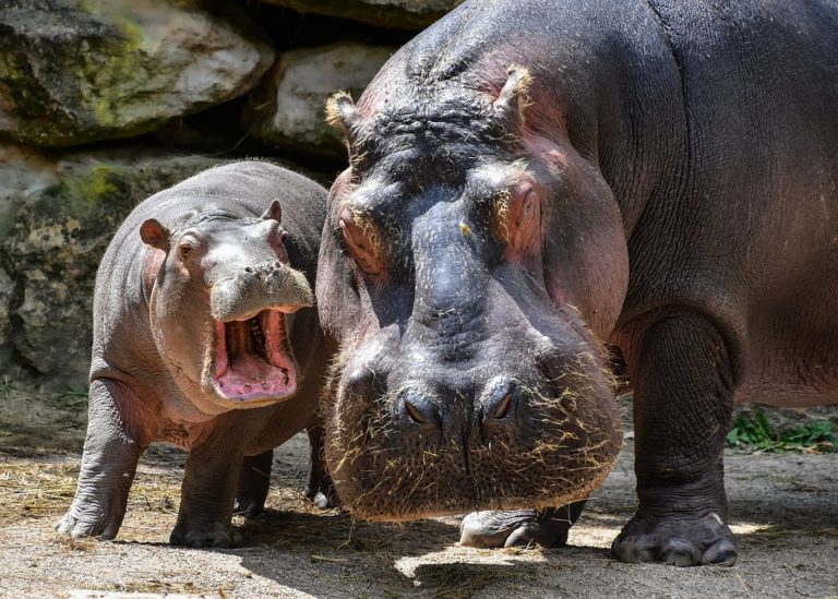 A-Baby-and-Mother-Hippo
