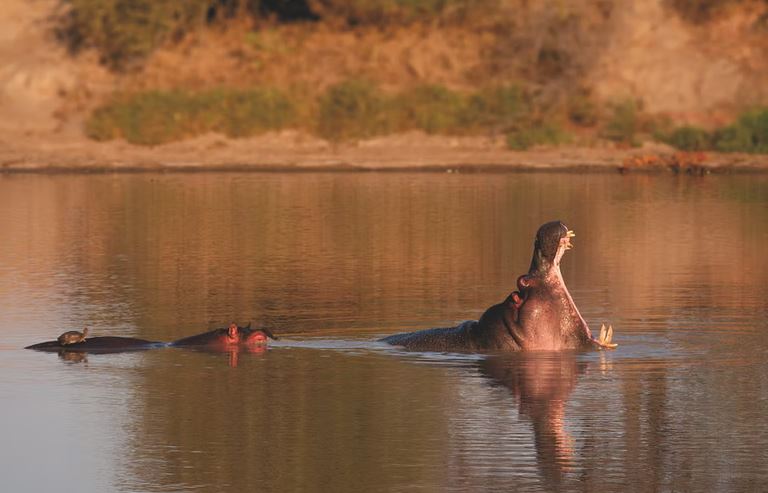 A-hippo-in-Kruger-National-Park