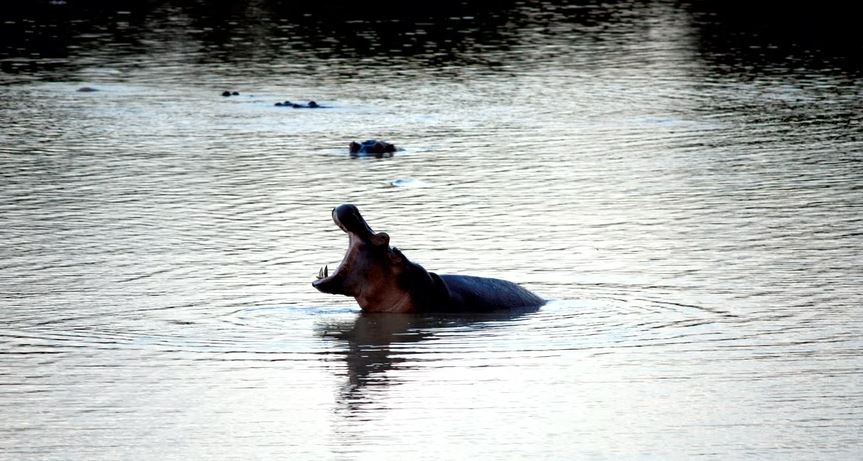A-hippo-in-South-Luangwa-National-Park-Zambia