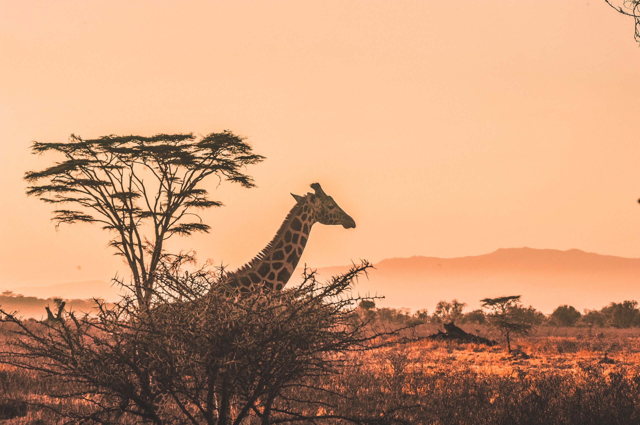Africa-Safari-Kenya-Wildlife
