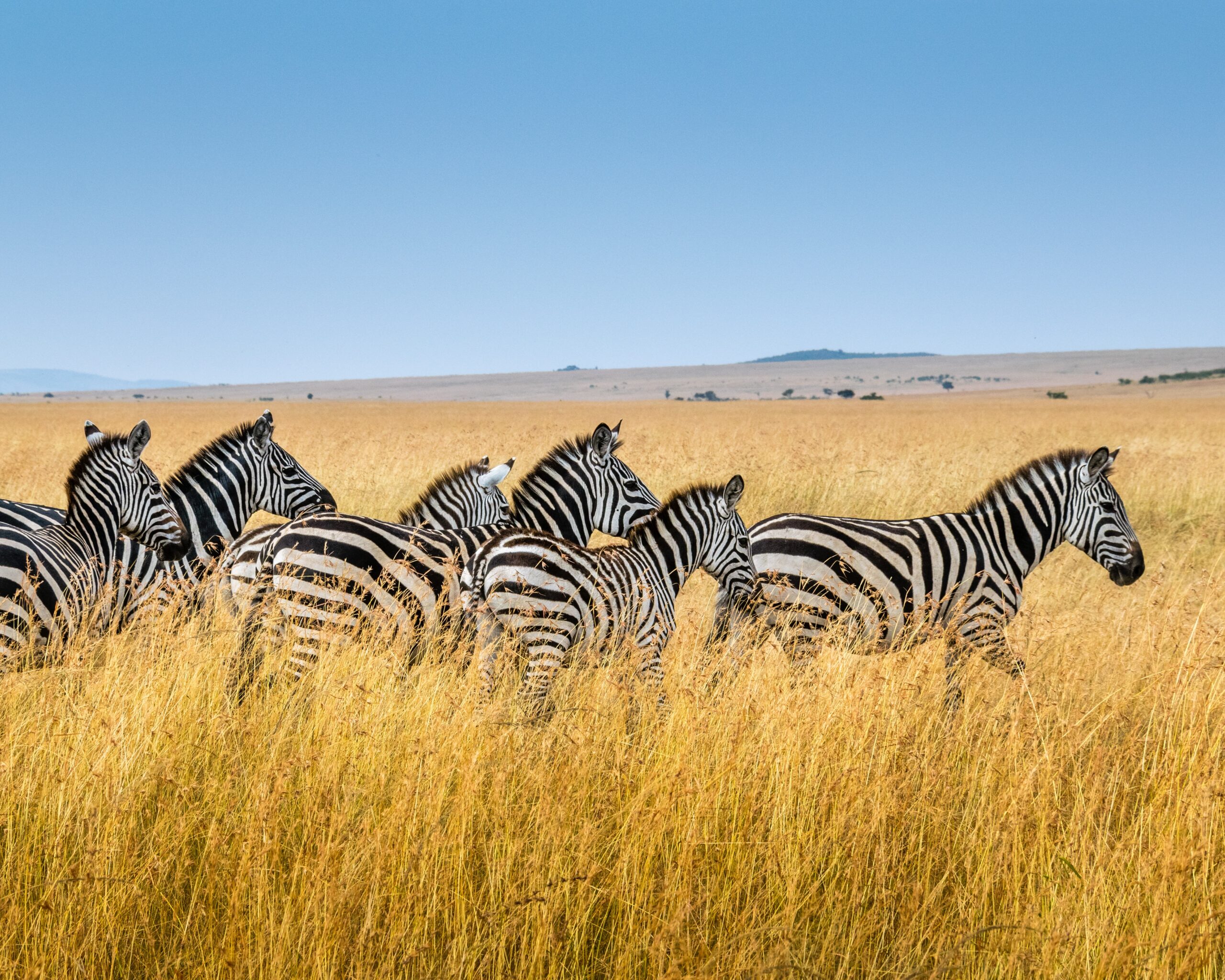 Africa-Wildlife-Zebra-Safari-Savanna