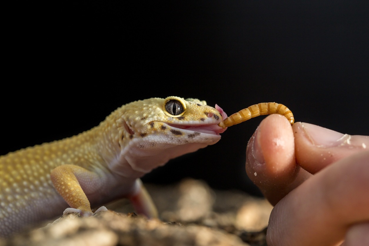An-image-of-leopard-gecko-eating-a-mealworm