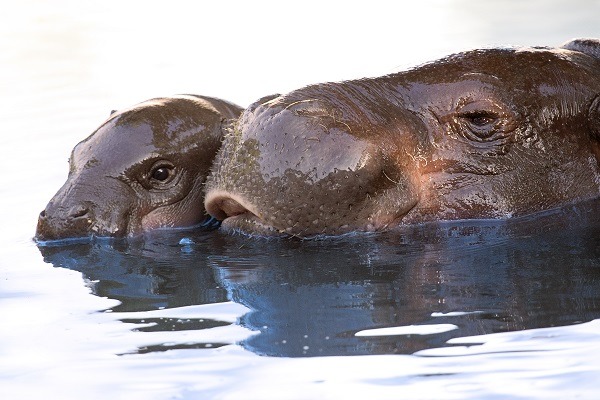Baby-and-Mother-Pygmy-Hippo