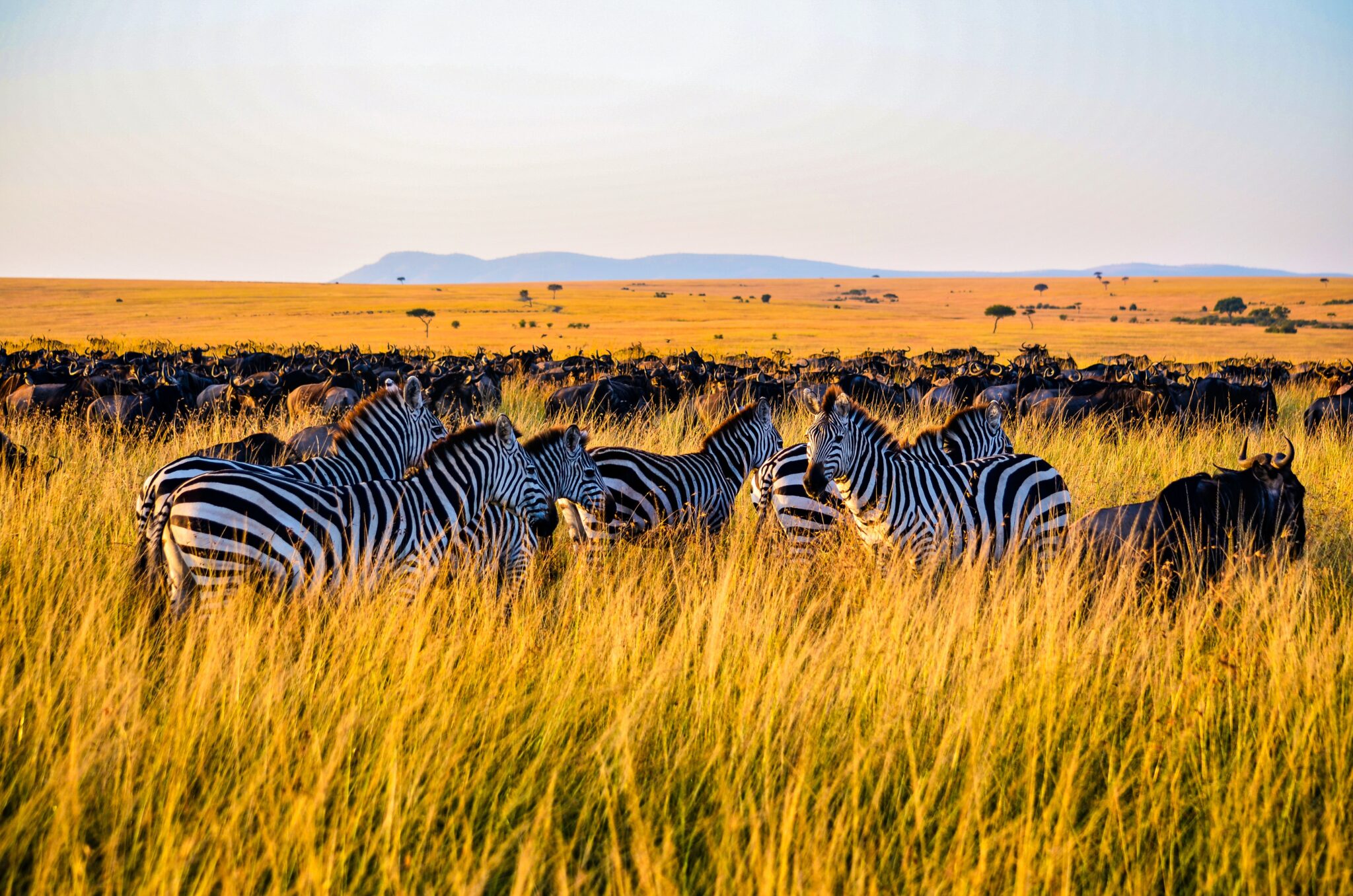 Beautiful-scenes-from-a-safari-in-the-natural-reserves-in-Kenya