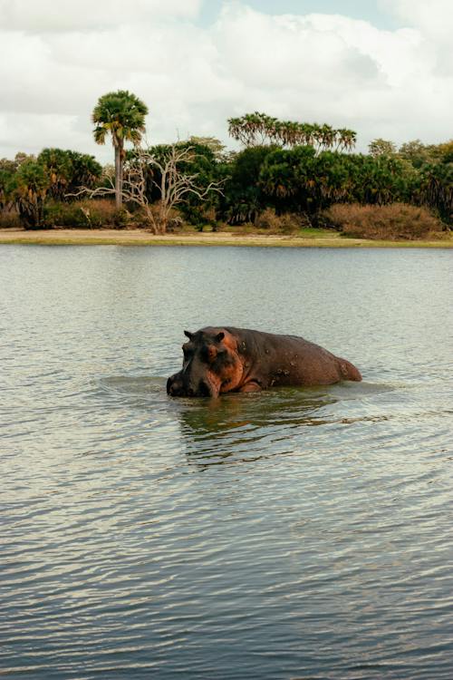 Best Places to Spot Hippos