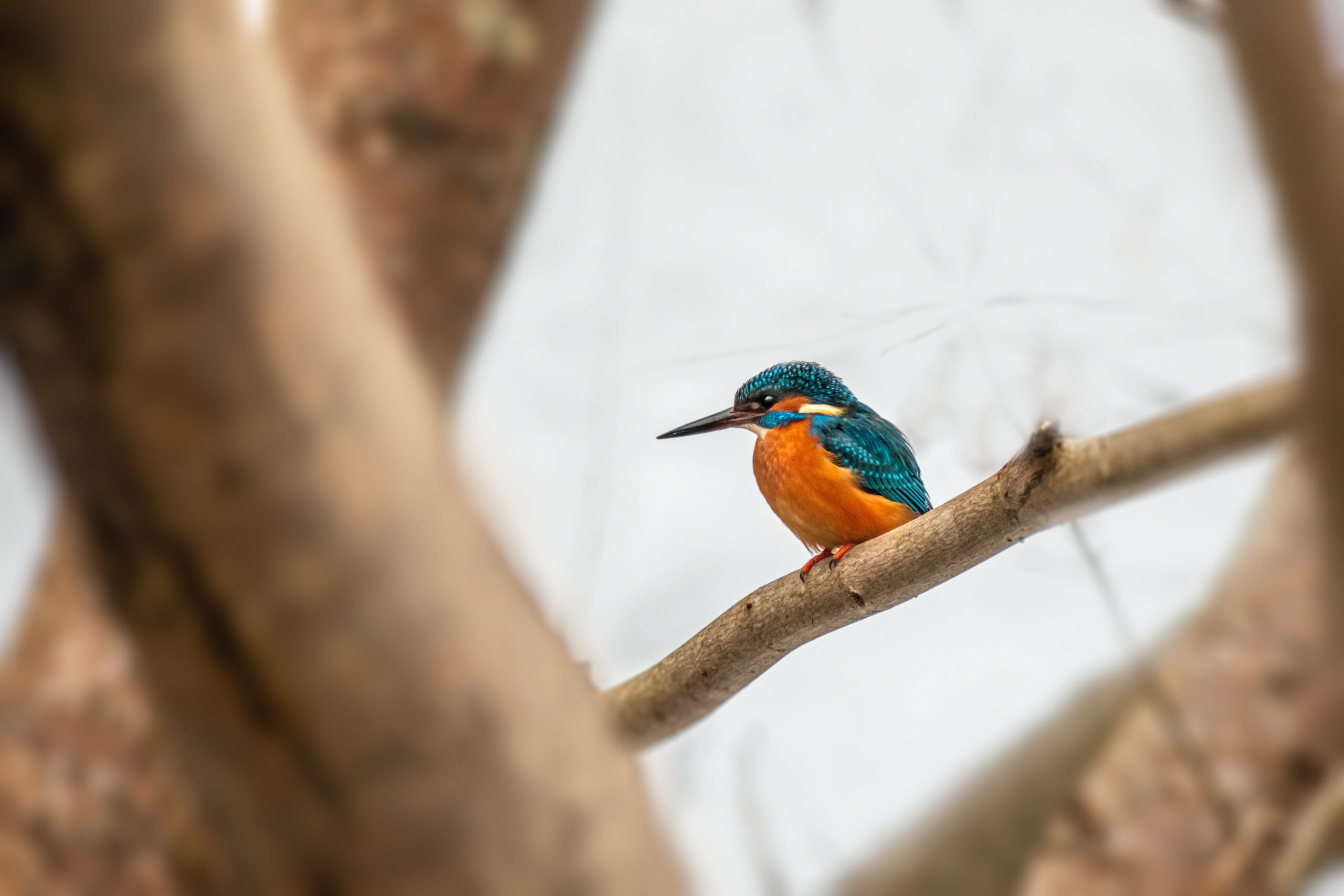Bird-Images-Nature-Images-Ecosystem-Portrait-Animal Wildlife-Kingfisher