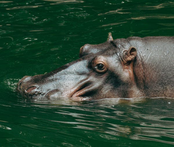 Can a Hippo Be Tamed