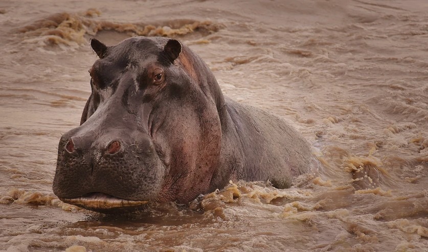 Common-Hippopotamus