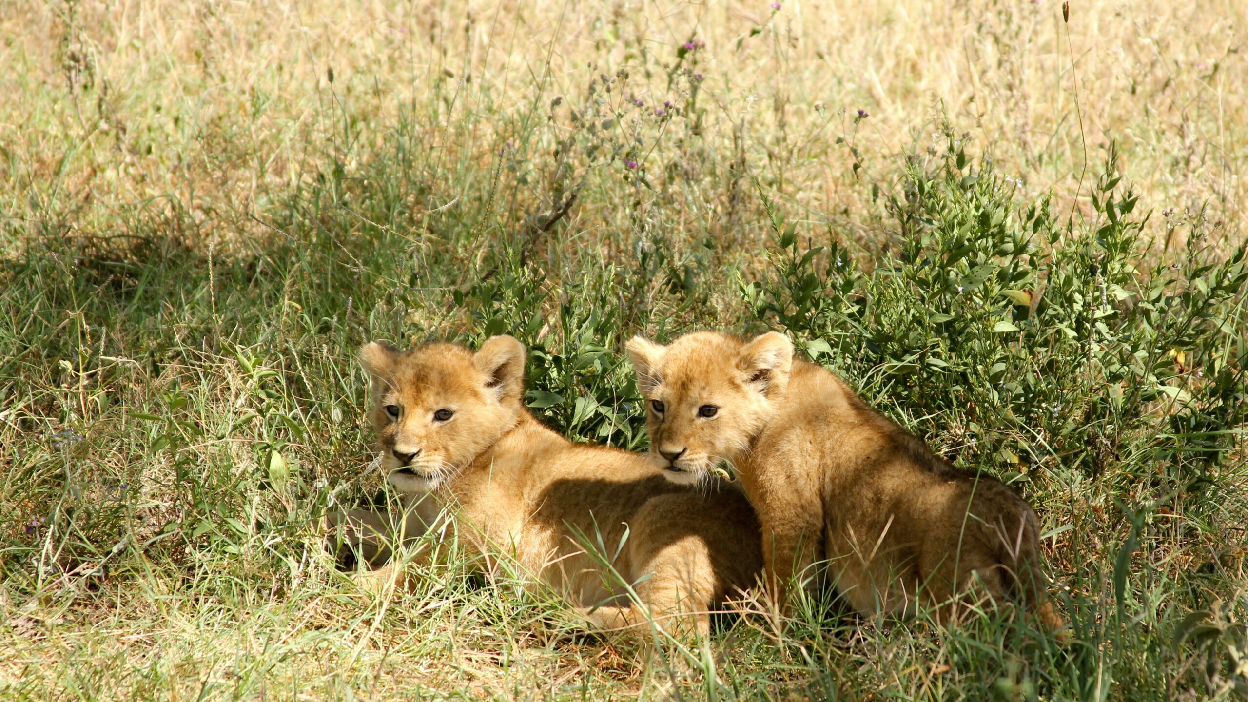 Cub-Feline-Safari-Real-Babylion-Twin-Hunters-Leones-Cachorros-Natura-Wild Life-Africa-Crias-Savannah