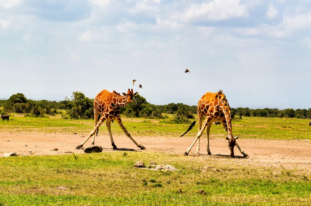 Giraffe-in-natural-habitat