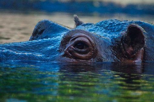 Hippo-animal