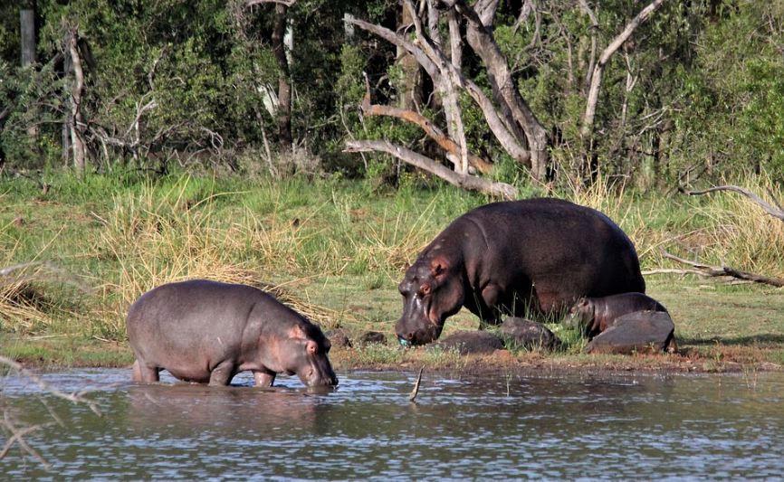 Hippos-Babies-Hippopotamus