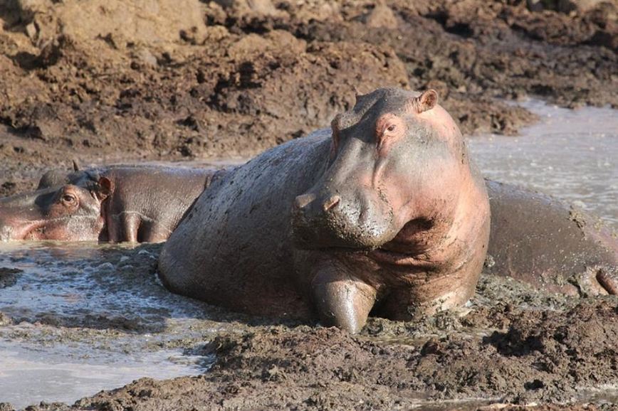 Hippos-Hippopotamus