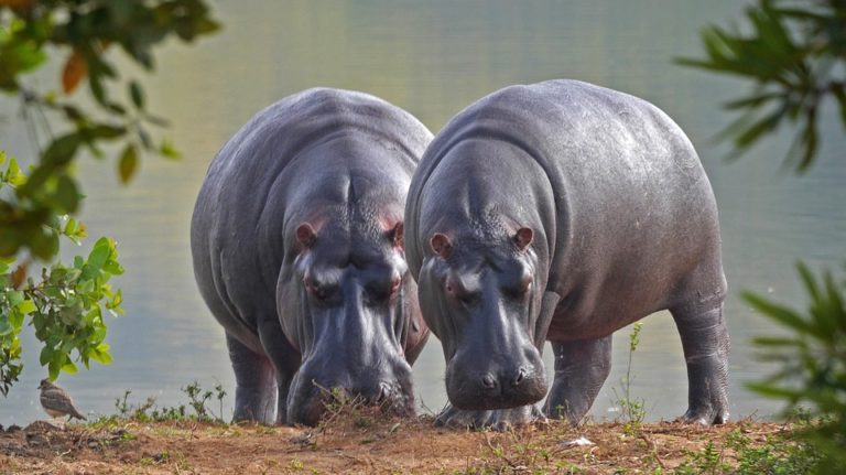 Hippos-on-land