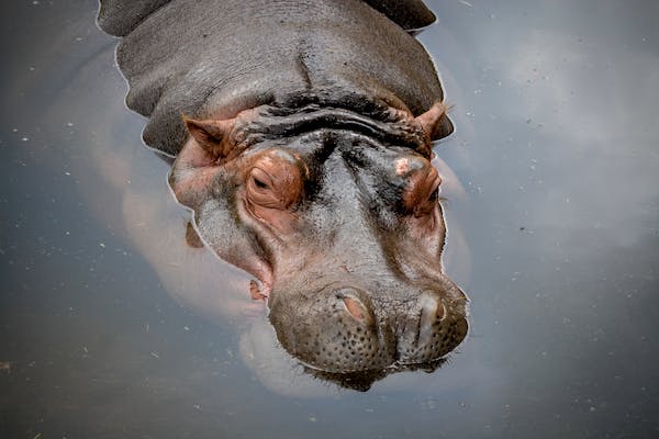 How Long Can Hippos Hold Their Breath Underwater