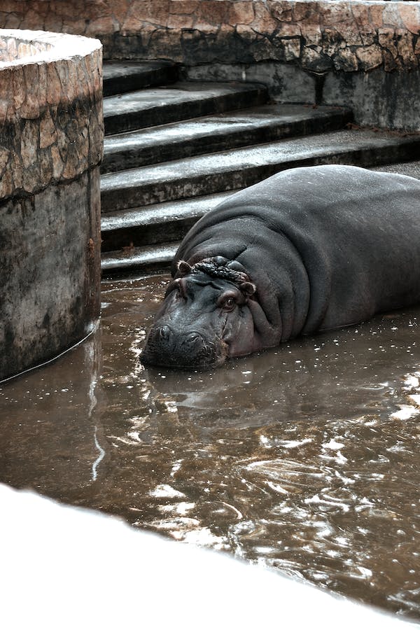 How Often Hippos Eat Each Day