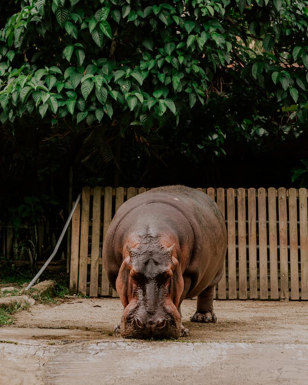 How the Hippo Raises its Young