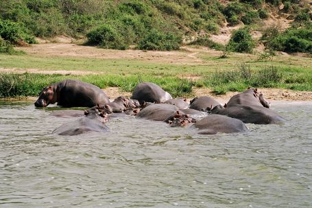Kazinga-Channel-Uganda-Hippos