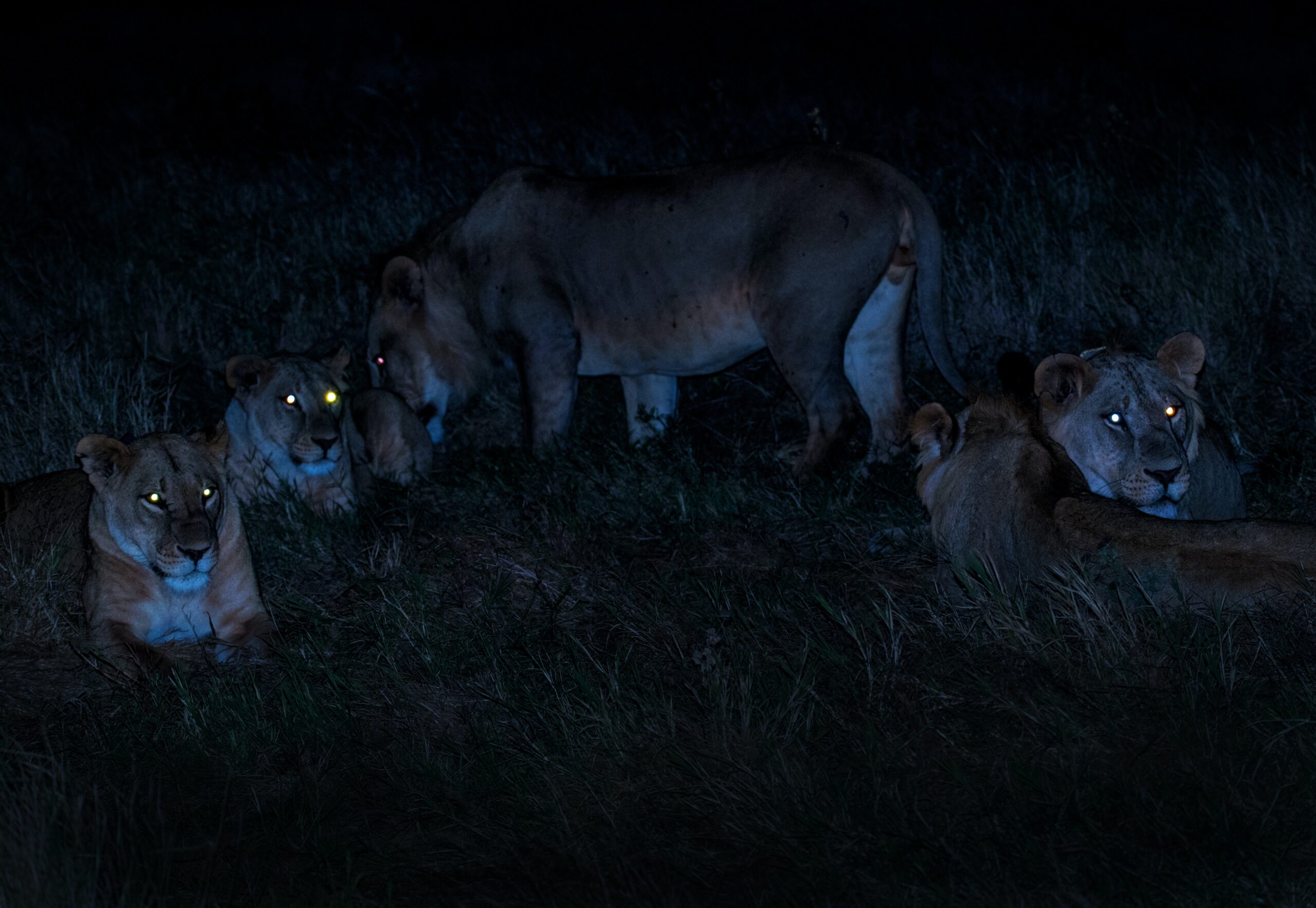 Kenya-Isiolo-Night-Wildlife-Mammal-Canine-Cougar-Puma-Foal-Zoo