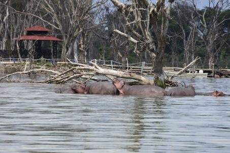 Kenya-Wetlands-Hippos