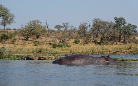Kruger-National-Park-South-Africa-Hippos