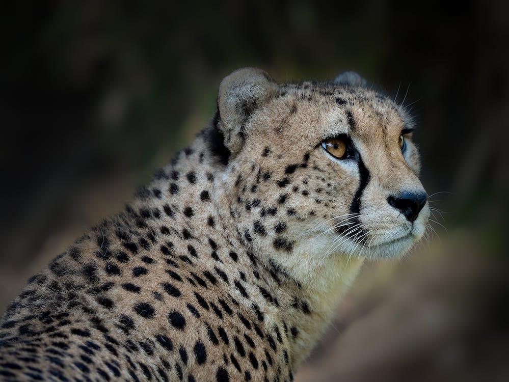 Learn About Amazing Night Drive Safaris