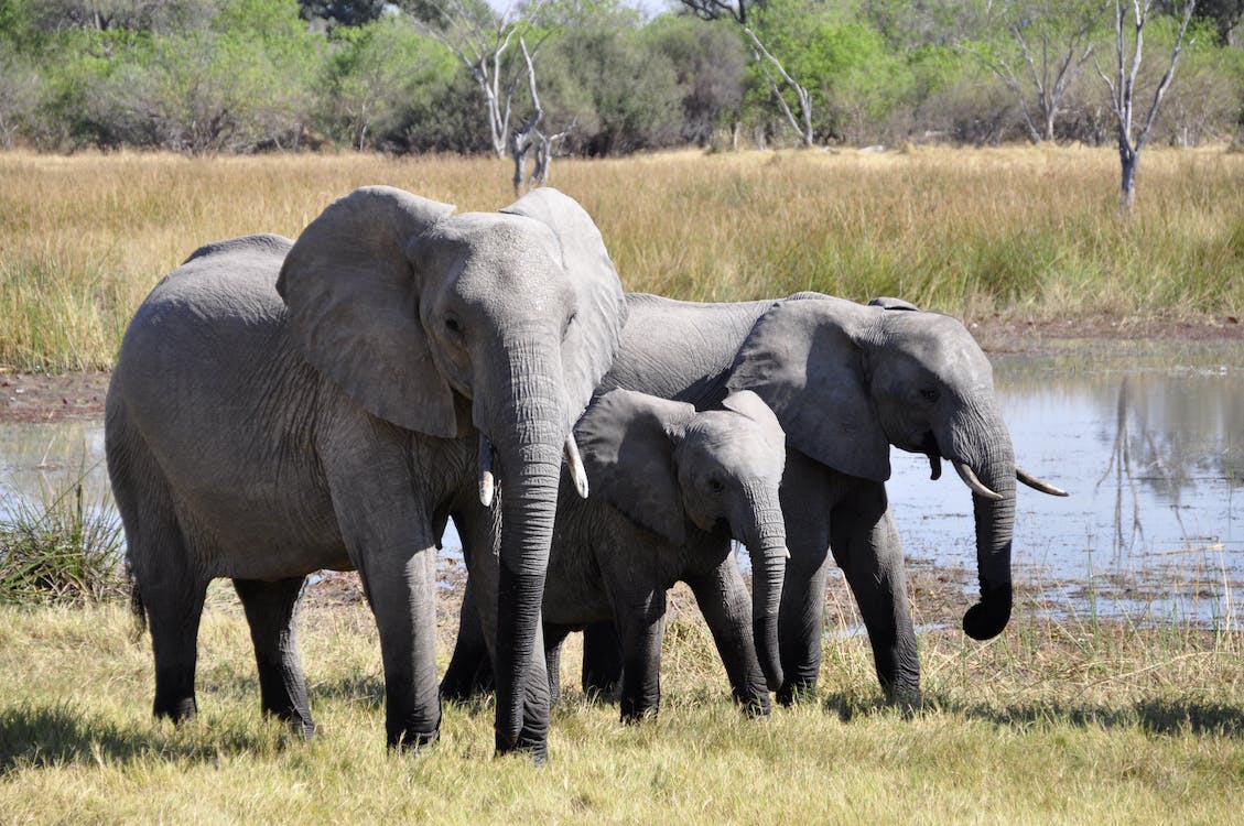 Learn About the Amazing Wildlife of Mozambique