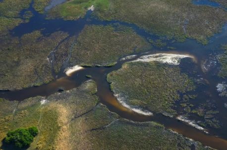 Okavango-Delta-Hippos