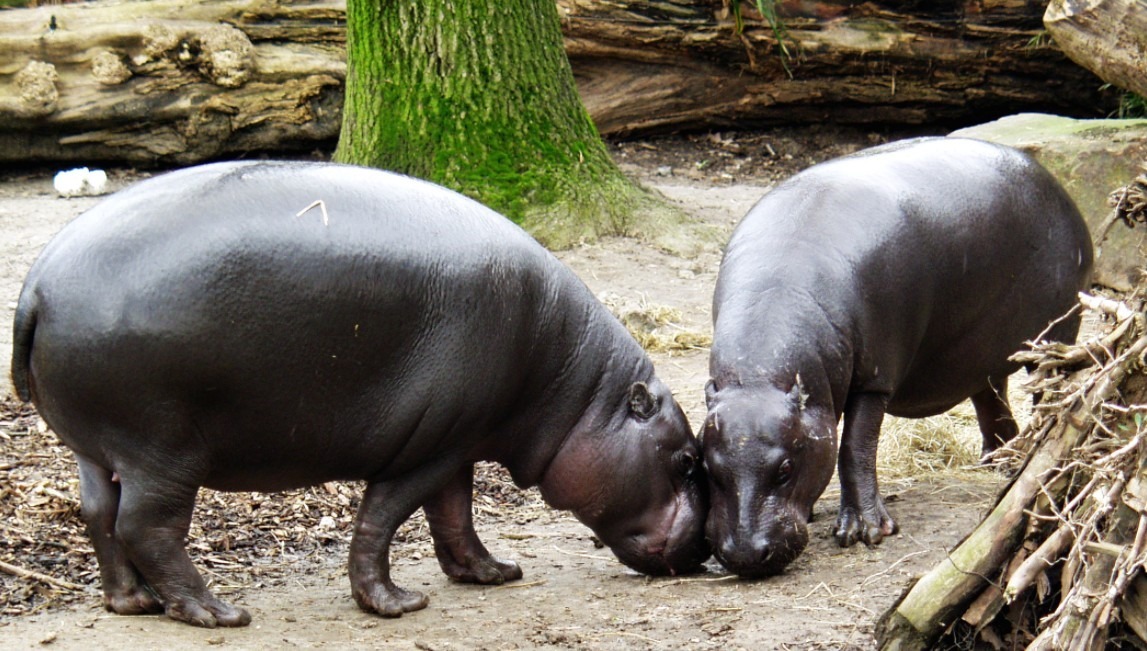 Pygmy-Hippopotamus