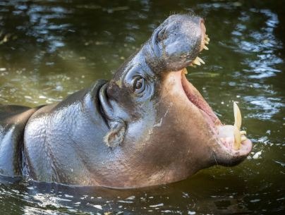 Pygmy-Hippos