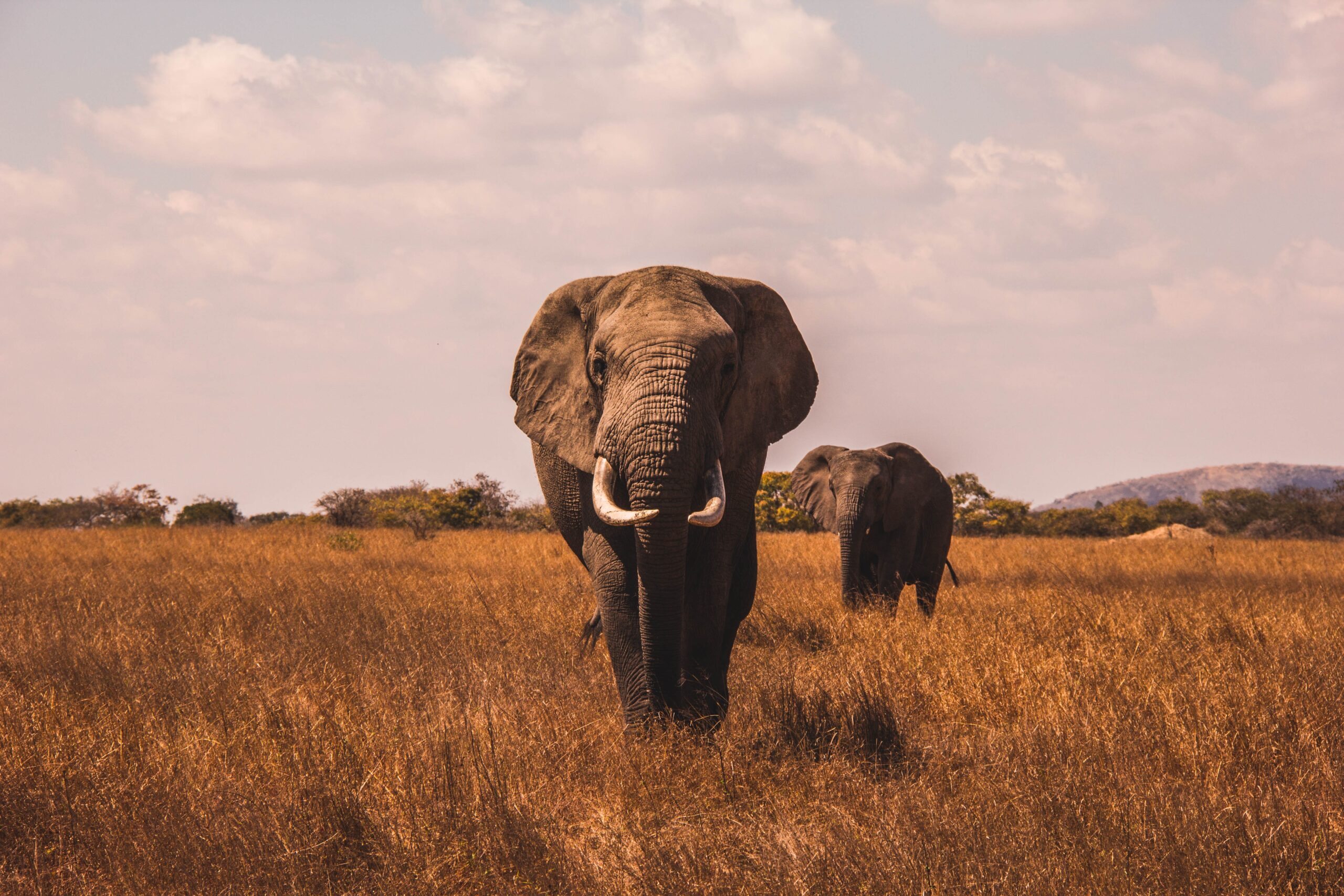 Safari-Wildlife- Nature-Images-Giant-Tusks-Africa-Wild-Mammal-Field-Savanna-Outdoors-Grassland