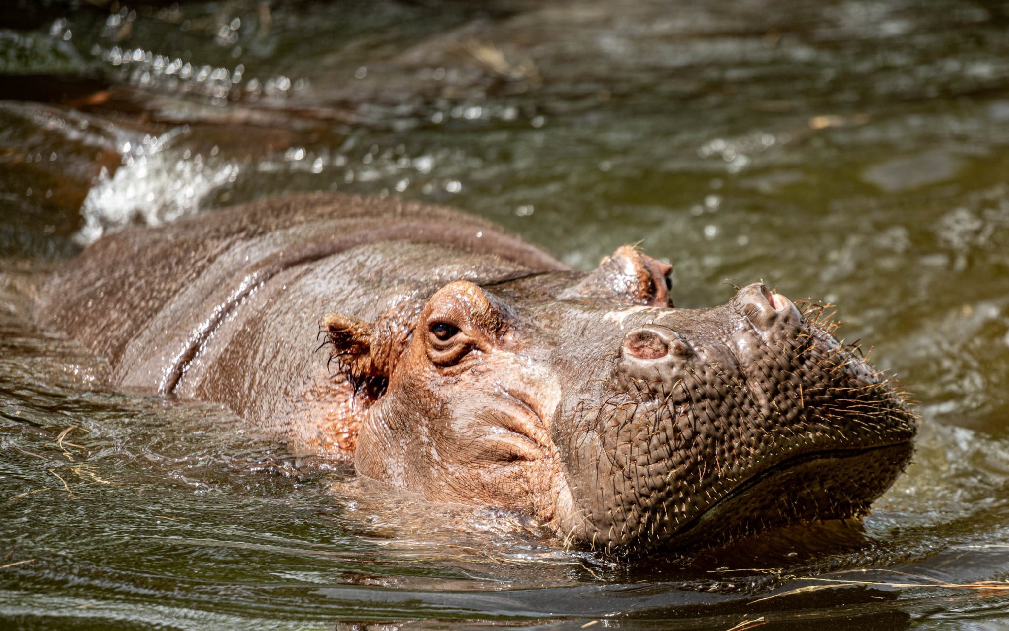 See-Hippos-in-the-Wild