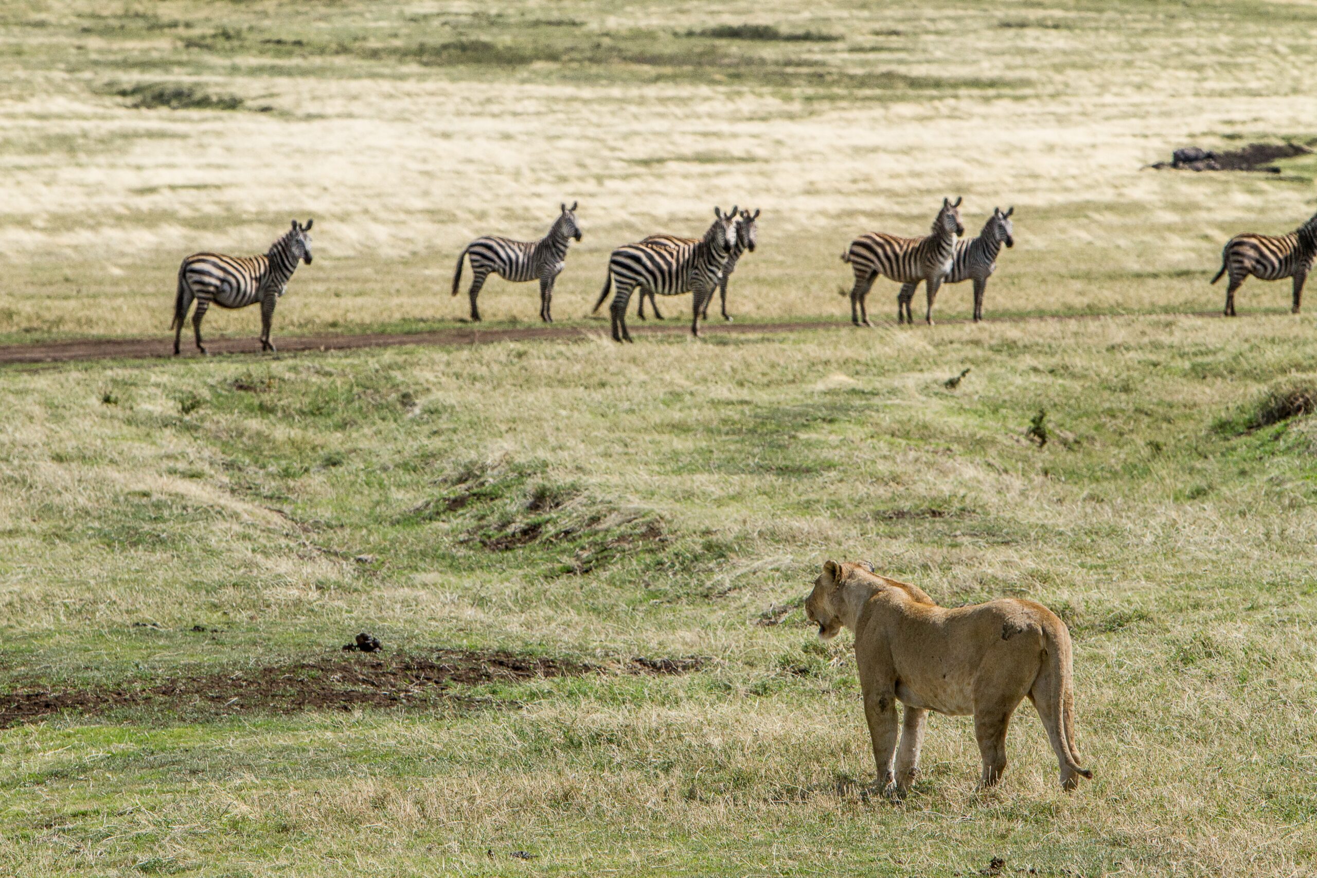 Tanzania-Ngorongoro-Predator-Field-Zebra-Wildlife-Savanna-Camping-Hunting-National-Geographic-Mammal-Foal-Outdoors-Grassland
