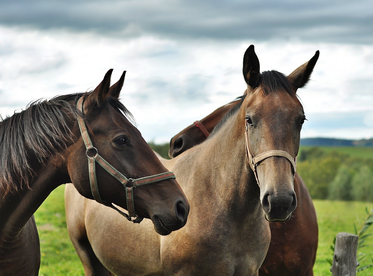 Tips for Dealing with Chronic Diarrhea in Horses