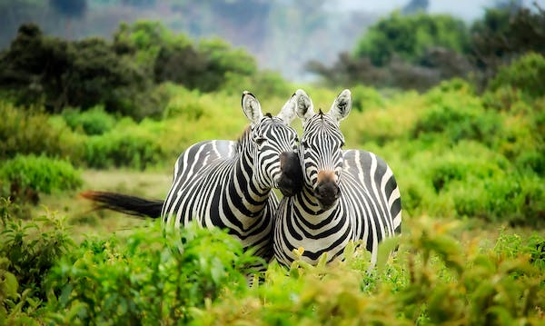 What are the top 10 places in the world to go on Safari