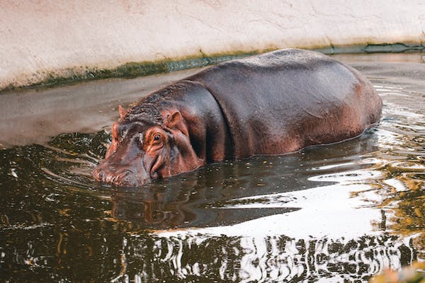 Where-are-the-best-places-to-see-Hippos-in-Africa