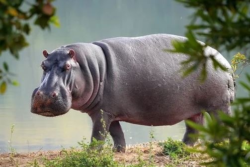 a-hippo