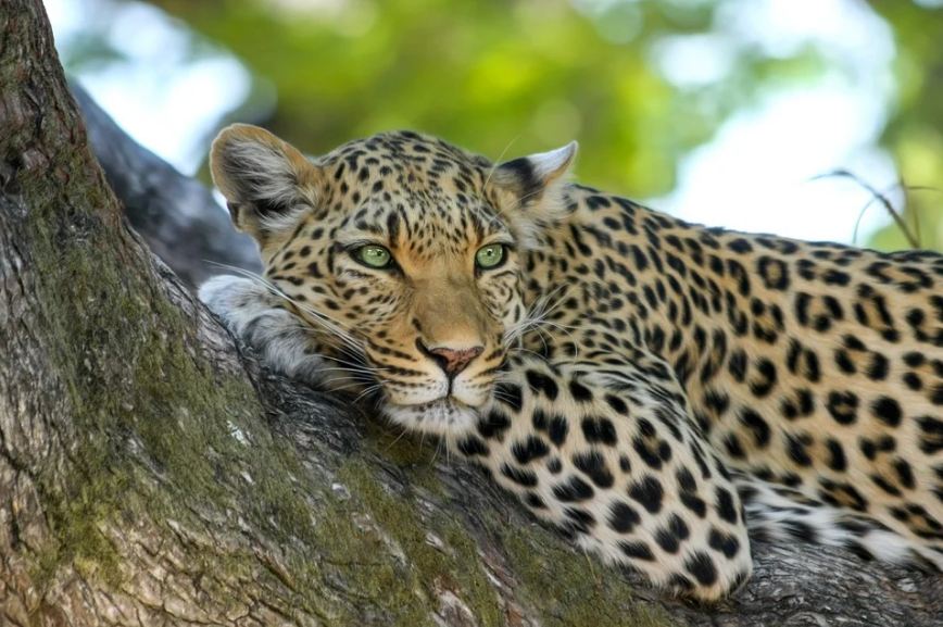 a-leopard-on-a-tree-branch