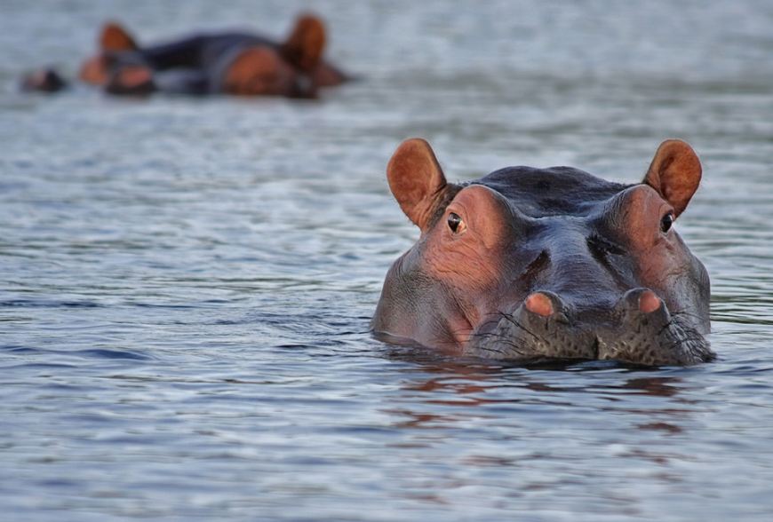 brown-hippopotamus-hippos-submerged-in-water-clear-water
