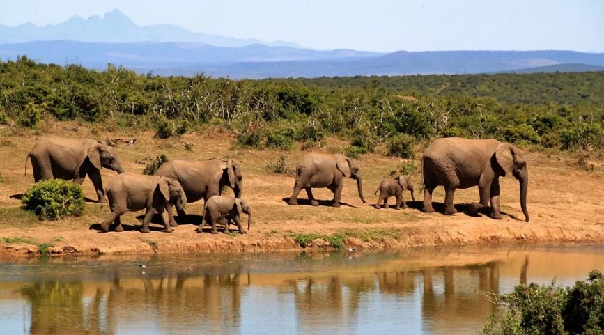elephant-herd-bushes-water-mountain